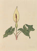 Boek van bloemen - Rudolf Koch — weergave van het kunstwerk