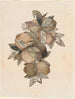 Fruit de grenade - Rufus King — weergave van het kunstwerk