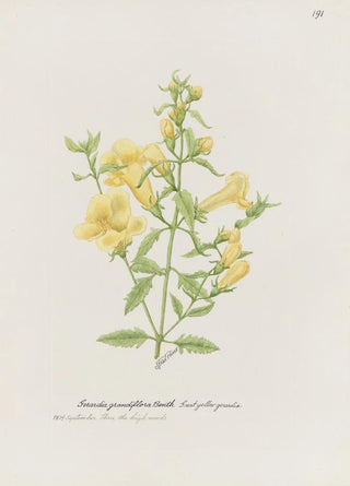 S Fred Prince - Great yellow gerardia.webp