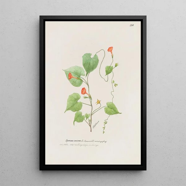 S Fred Prince - Morning glory.webp