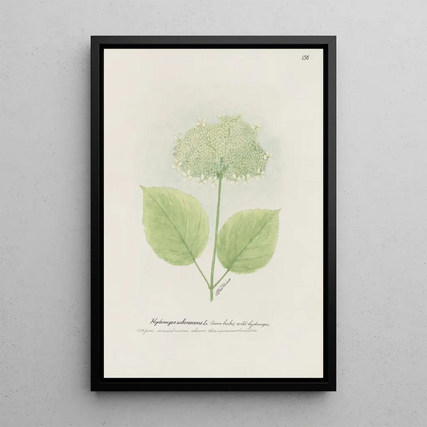 S Fred Prince - Seven barks wild hydrangea.webp