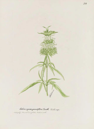 S Fred Prince - Wild sage.webp