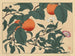 Kaki - Sakai Hōitsu — weergave van het kunstwerk