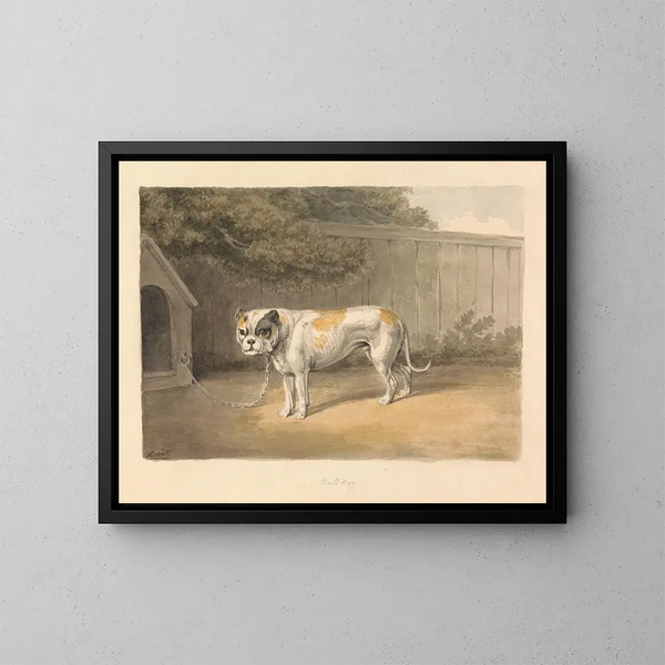 Een bulldog - Samuel Howitt — ingelijst kunstwerk aan de muur