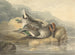 Teal mort - Samuel Howitt — weergave van het kunstwerk