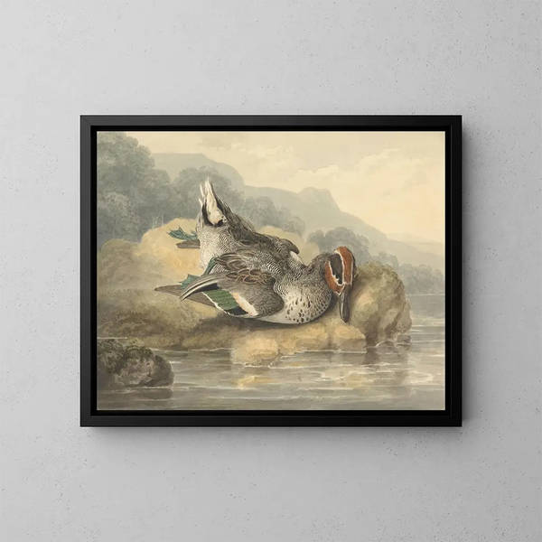 Teal mort - Samuel Howitt — ingelijst kunstwerk aan de muur