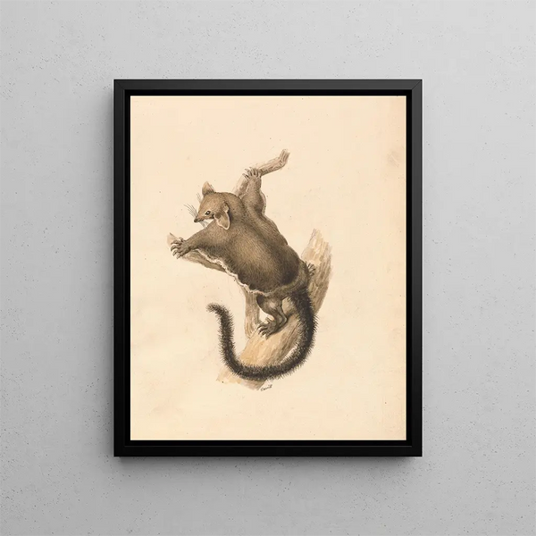 Samuel Howitt - Flying Squirrel.webp