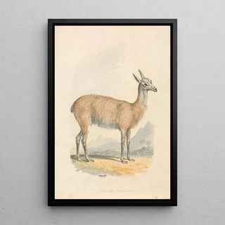 Samuel Howitt - Llama.webp