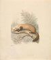 Putois - Samuel Howitt — weergave van het kunstwerk