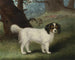 King Charles Spaniel - Samuel Spode — weergave van het kunstwerk