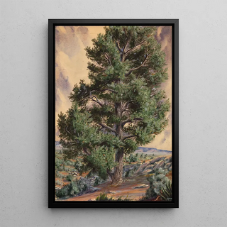 Sandow - Pine Tree.webp