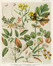 1 Rubus australis 2 Rubus australis var. glaber 3 Rubus parva 4 Geum urbanum 5 Acaena sanguisorba - Sarah Featon — artwork view