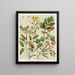 1 Rubus australis 2 Rubus australis var. glaber 3 Rubus parva 4 Geum urbanum 5 Acaena sanguisorba - Sarah Featon — framed artwork on a wall