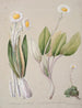 Celmisia - Sarah Featon — artwork view