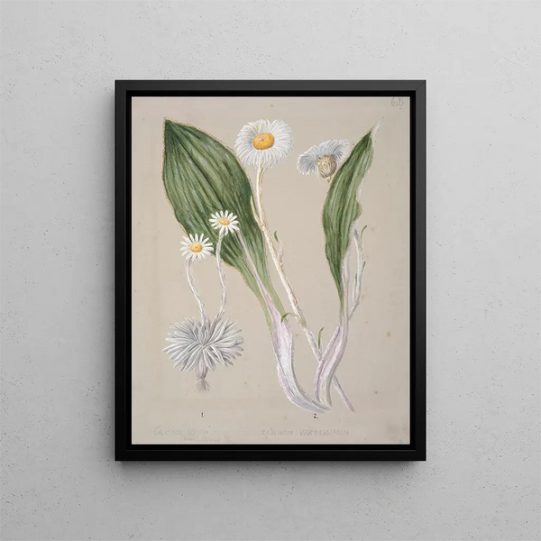 Sarah Featon - Celmisia mountain daisy.webp