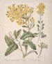 Marguerite Brachyglottis - Sarah Featon — artwork view
