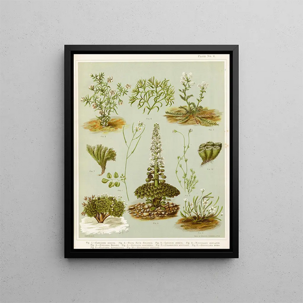 Sarah Featon - Fig 1 Cardamine hirsuta Fig 2 Braya novae zelandie Fig 3 Lepidium incisum Fig 4 Notothalspi rosulatum Plate 6.webp