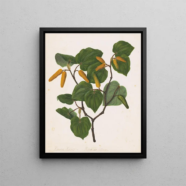 Sarah Featon - Kawa kawa Macropiper excelsum.webp