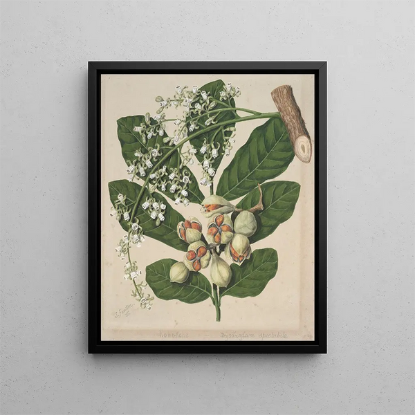 Sarah Featon - KoheKohe Dysoxylum spectabile Plate 18.webp