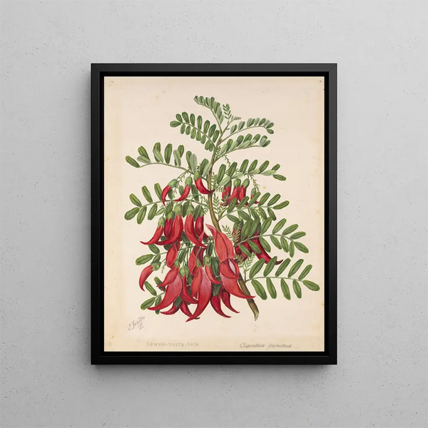 Sarah Featon - Kowhaingutukaka Clianthus puniceus.webp