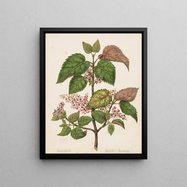 Sarah Featon - Makomako Aristotelia racemosa Plate 14.webp