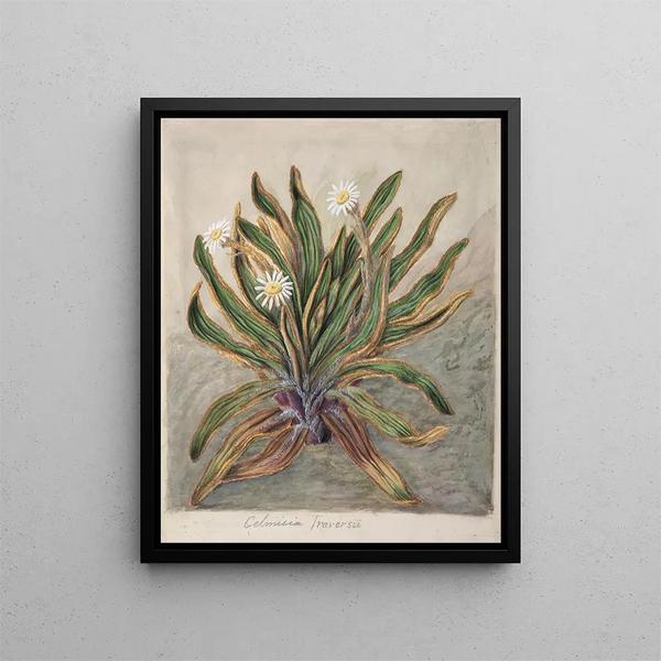 Sarah Featon - Mountain daisy.webp