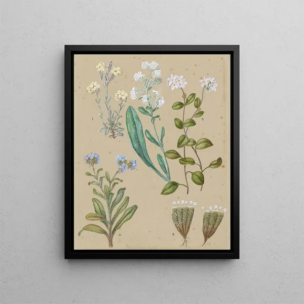 Myosotis soort 5 Myosotis - Sarah Featon — ingelijst kunstwerk aan de muur