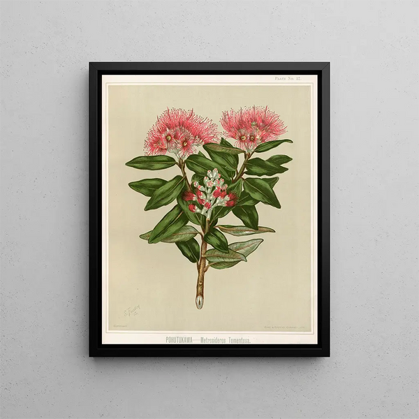 Pohutukawa Metrosideros tomentosa, Planche 37 - Sarah Featon — ingelijst kunstwerk aan de muur