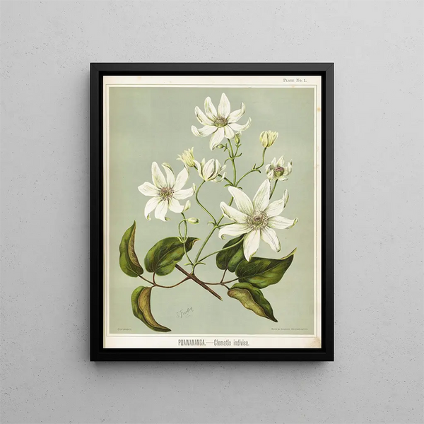 Puawananga Clematis indivisa, Planche 1 - Sarah Featon — ingelijst kunstwerk aan de muur