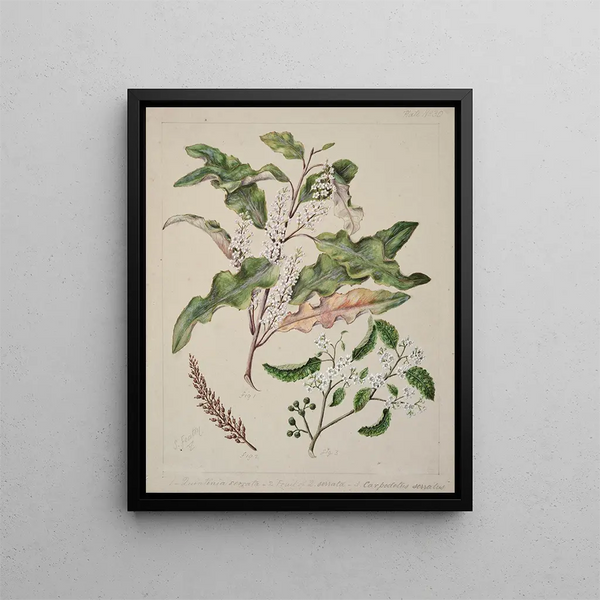 Quintinia serrata Carpodetus serratus - Sarah Featon — ingelijst kunstwerk aan de muur