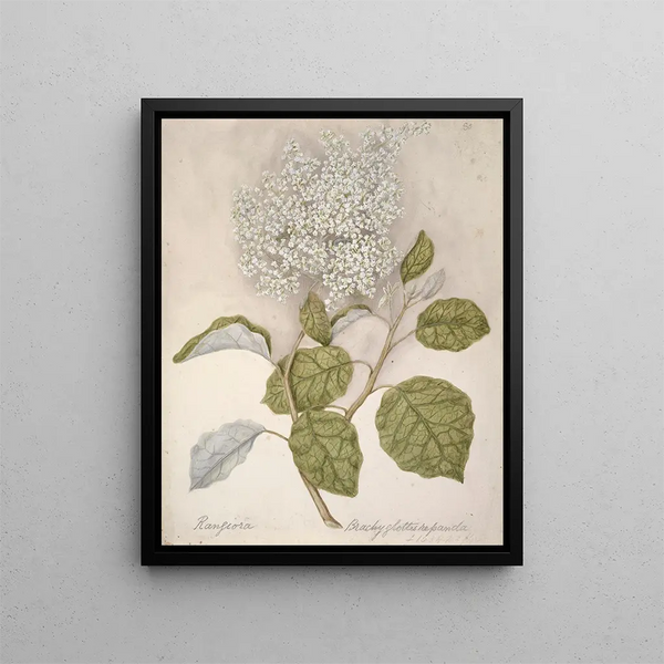 Rangiora - Sarah Featon — ingelijst kunstwerk aan de muur