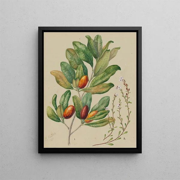 Samolus repens Pouteria costata - Sarah Featon — ingelijst kunstwerk aan de muur