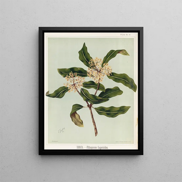 Tarata Pittosporum eugenioides, Planche 9 - Sarah Featon — ingelijst kunstwerk aan de muur