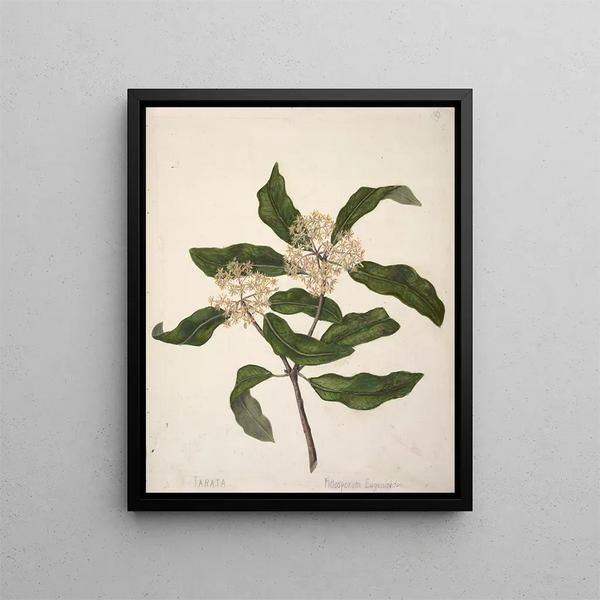 Tarata Pittosporum eugenioides - Sarah Featon — ingelijst kunstwerk aan de muur