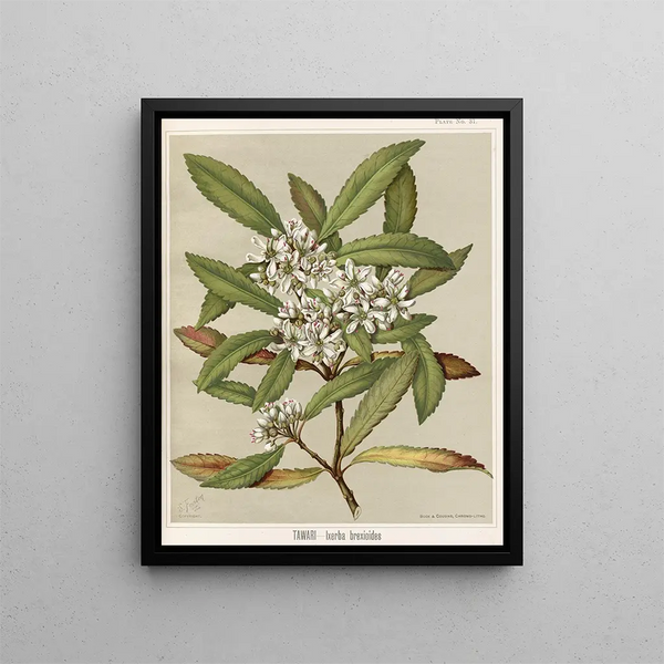 Tawari Ixerba brexioides, Planche 31 - Sarah Featon — ingelijst kunstwerk aan de muur