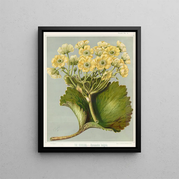 Sarah Featon - The Korikori Ranunculus insignis Plate 4.webp