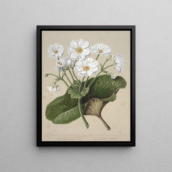 Sarah Featon - The mountain lily.webp