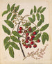 Titoki by Sarah Featon — green leaves, red capsules and black seeds