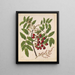 Titoki by Sarah Featon — framed botanical art print on a wall