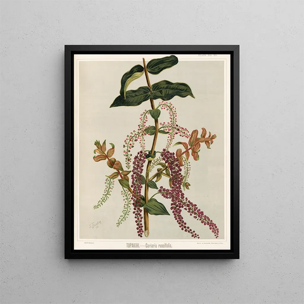 Tupakihi Coriaria ruscifolia, Planche 25 - Sarah Featon — ingelijst kunstwerk aan de muur