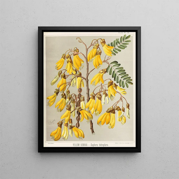 Kowhai geel Sophora tetraptera, Planche 28 - Sarah Featon — ingelijst kunstwerk aan de muur