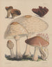 Illustrations des champignons de nos champs et de nos bois Pl11 - Sarah Price — artwork view