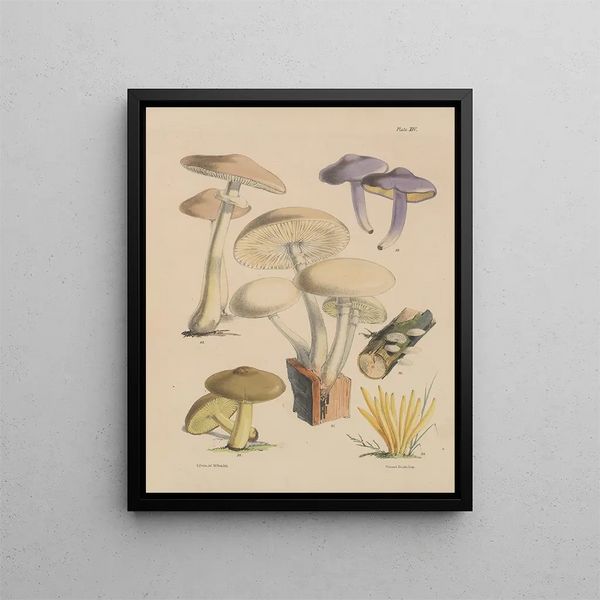 Sarah Price - Illustrations of the fungi of our fields and woods Pl14.webp