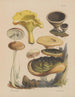 Illustraties van de paddenstoelen uit onze velden en bossen Pl15 - Sarah Price — weergave van het kunstwerk