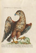 Ornithology Painting methodically arranged Pl001 - Saverio Manetti — artwork view