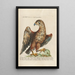 Ornithology Painting methodically arranged Pl001 - Saverio Manetti — framed artwork on a wall