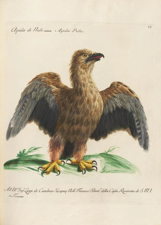 Saverio Manetti - Ornithologia methodice digesta Pl006.webp