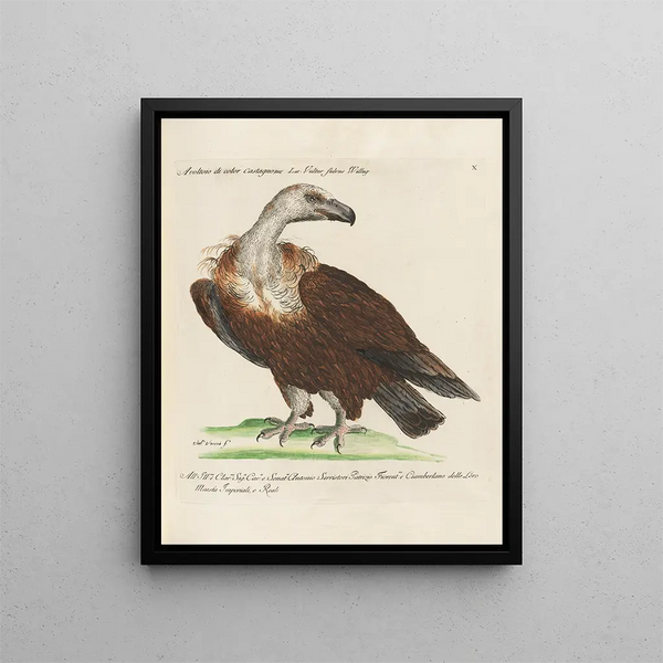 Vogelkennis systematisch verwerkt Pl010 - Saverio Manetti — ingelijst kunstwerk aan de muur