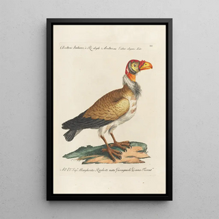 Saverio Manetti - Ornithologia methodice digesta Pl012.webp