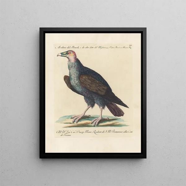 L'ornithologie methodisch verteerd Pl013 - Saverio Manetti — ingelijst kunstwerk aan de muur